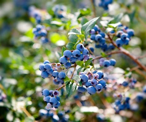 The Best Companion Plants For Blueberries And Which Ones To Avoid