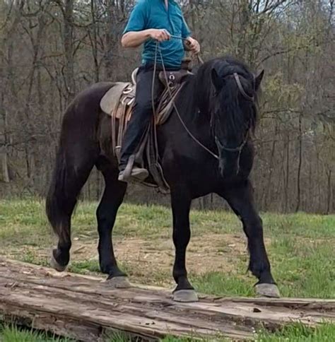 Draft Horses For Sale