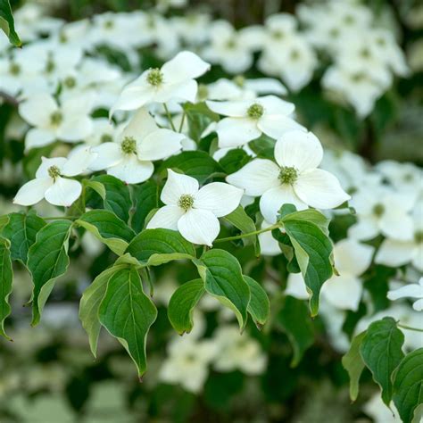 Cornus Kousa Milky Way Flowering Dogwood With Abundant Flowering