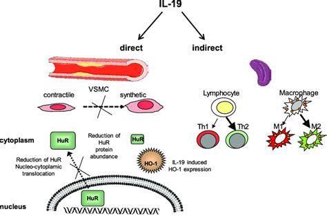 Interleukin Il Has Direct And Indirect Vasculo Protective