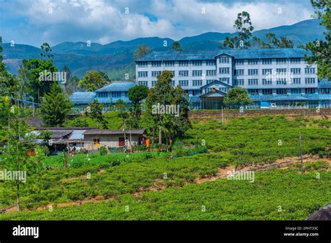 Bluefield tea factory at Sri lanka Stock Photo - Alamy
