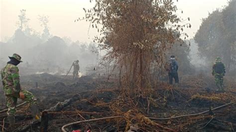 Kebakaran Hutan Di Kalimantan Newstempo