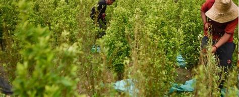 Colombia Marc R Cord De Producci N De Coca En El Gobierno De Duque