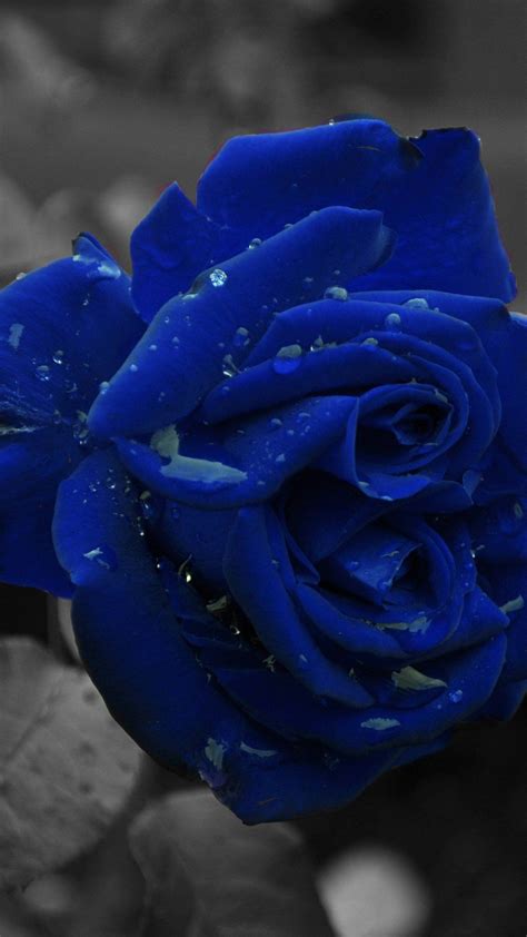 Blue Rose Phone 4k Wallpapers - Wallpaper Cave