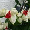 Clerodendrum Species Bleeding Heart Vine Glory Bower Tropical