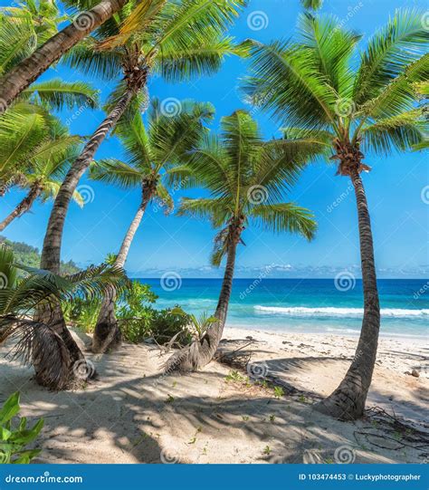 Beautiful Big Palm Tree On The Seashore Coconut Tropical Tree On The