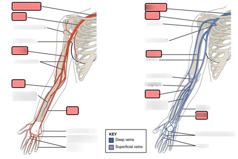 Arteries Of The Upper Limb And Nerve Innervations Diagram Quizlet