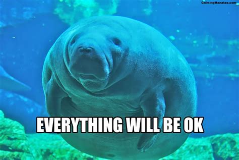 Calming Manatee Memes Popsugar Tech