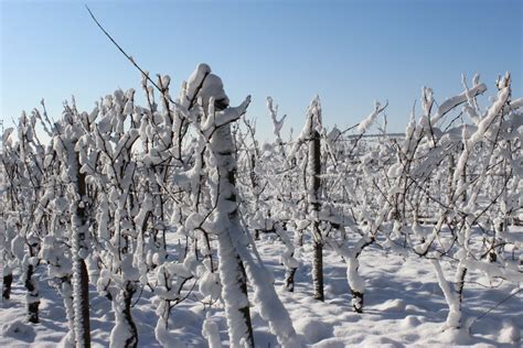 Bildet Landskap Tre Gren Sn Kald Anlegg Vinranke Vin Hvit