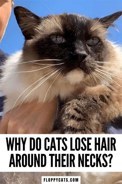 A Close Up Of A Cat With The Caption Why Do Cats Lose Hair Around Their Necks