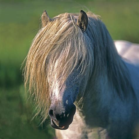 Scottish Highland Garron Stallion Digital Art By Robert Maier