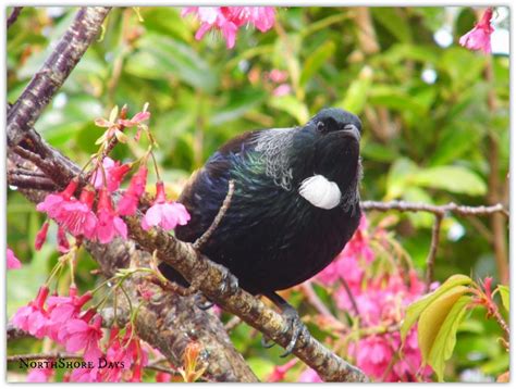 Northshore Days The New Zealand Tui Bird