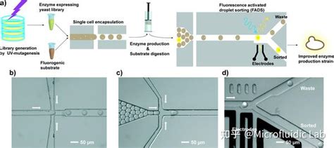 微流控液滴技术在生命科学研究中的应用 知乎