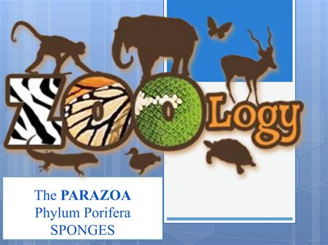 Solution Phylum Porifera The Parazoa Sponges Studypool