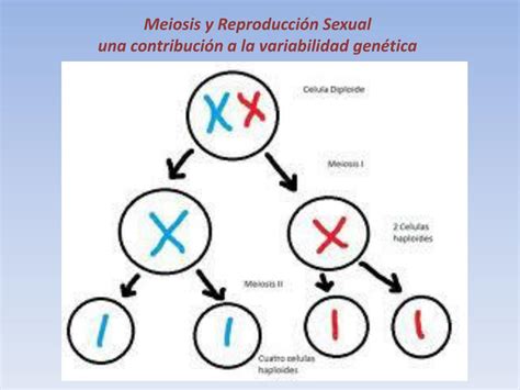 Ppt Meiosis Y Reproducción Sexual Una Contribución A La Variabilidad