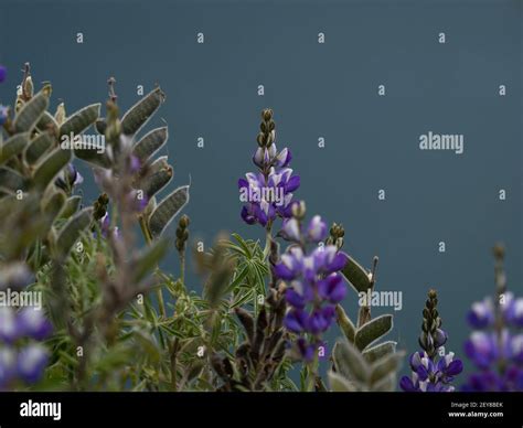 Closeup Detail Of Purple Blue Andean Mountain Flower Plant Lupin Tarwi