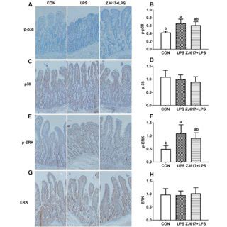 Western Blotting Evaluation Of The Expression Of Cell Signaling