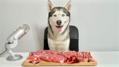 Can Dog Eat Raw Steak