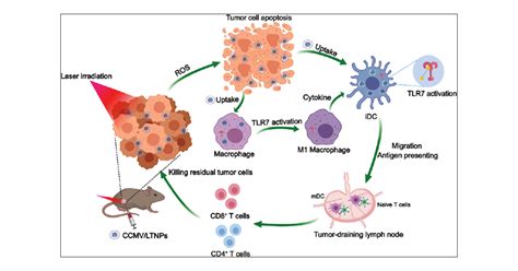 Cancer Cell Membrane Coated Nanoparticle Co Loaded With Photosensitizer