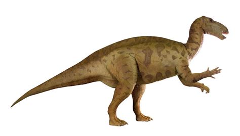 Iguanodon Dinosaur Model Photograph By Natural History Museum London