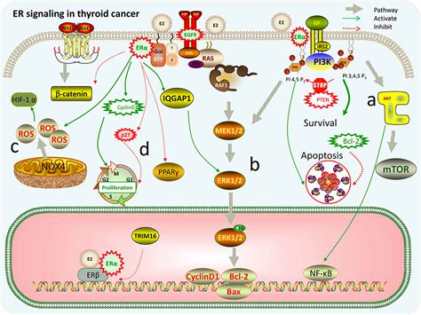 Frontiers Signal Pathway Of Estrogen And Estrogen Receptor In The Development Of Thyroid Cancer