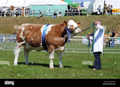 The Champion Beef Cow At The Royal Cornwall Show Wadebridge Cornwall