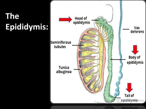 Anatomy Of The Scrotum Ppt