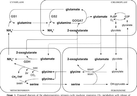 Figure 1 From Glutamine Synthetase Glutamate Synthase Pathway And