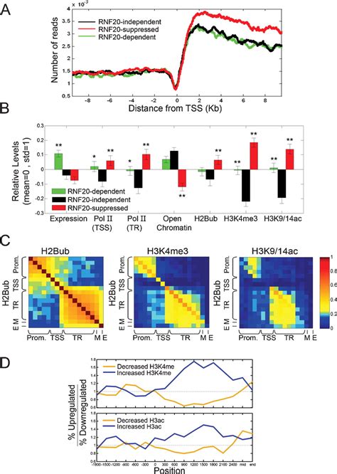 The Histone H B Specific Ubiquitin Ligase Rnf Hbre Acts As A