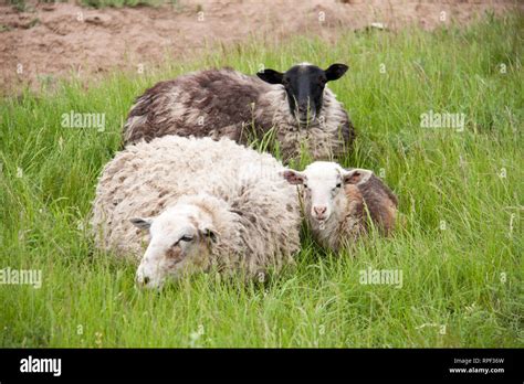 Sheep Lamb Lying Down In Hi Res Stock Photography And Images Alamy