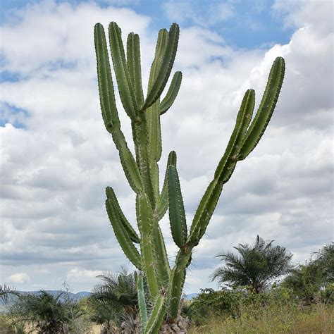 Flickriver Photoset Cactaceae Cereus Jamacaru By Mauricio Mercadante