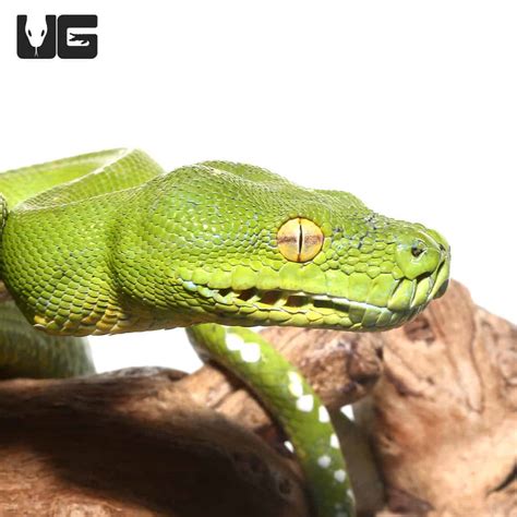 Adult Aru Green Tree Python For Sale Underground Reptiles