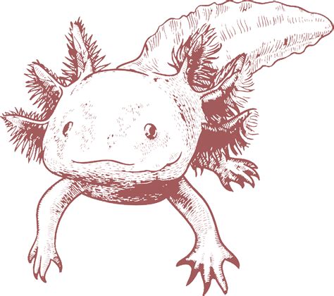 Axolotl PNG Images Transparent Free Download