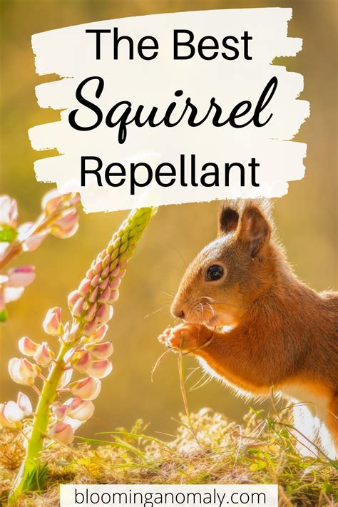 Actionable Ways To Keep Squirrels Out Of Your Garden Artofit