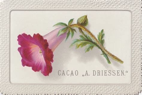 Chromo Cacao Driessen Signle Pinkish Whtie Flower Flickr