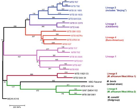 Global Phylogeny Of Mtbc Based On Whole Genome Sequences M