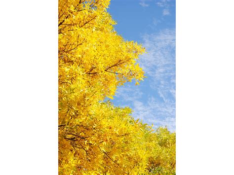 Our Canada Photography Challenge Yellow