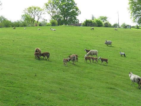 Sheep Grazing At Bramly Farm David M Clark Geograph Britain And