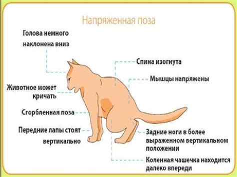 Диета Кошки При Мочекаменной Болезни — Похудение Диета Правильное Питание