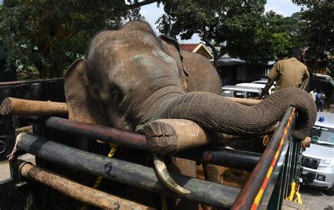 Arisi Raja At Varagaliar Elephant Camp In India Elephant Encyclopedia