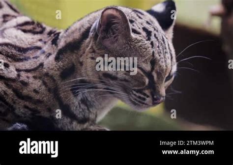 Margay Cat Leopardus Wiedii Stock Videos Footage Hd And K Video