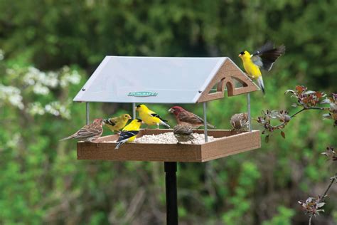 Top 10 Best Window Bird Feeders for 2025 Reviews | OrBirds