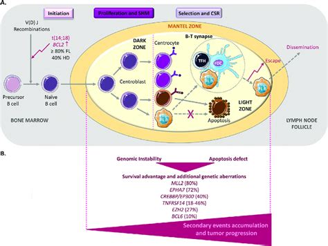 Fl Lymphomagenesis A The Germinal Center Gc Is The Main Source Of Download Scientific