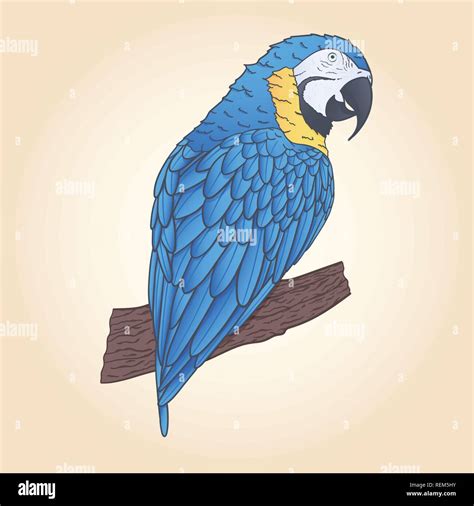 Hand Drawn Vector Macaw Parrot Sitting On The Branch Isolated Tropical