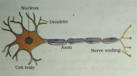 Nervous Tissue Labeled Neuron