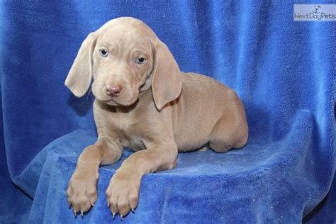 Mia Weimaraner Puppy For Sale Near Akron Canton Ohio Cb104009 Ad11