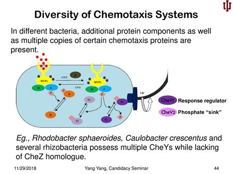 Near Perfect Adaptation In Bacterial Chemotaxis Ppt Download