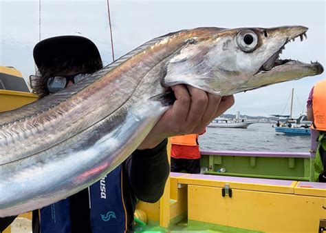 東京湾で「指8本」のドラゴンタチウオ！ 竿も心も折られつつ執念の捕獲！ 船釣り初心者歓迎！手軽な釣りモノはコレだ No9 P1