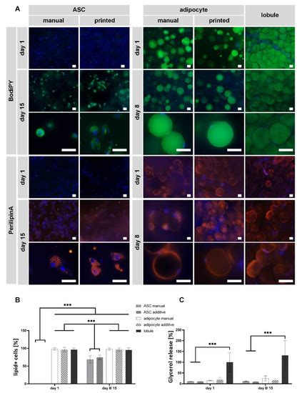 Gels Free Full Text Bioprinting Of 3d Adipose Tissue Models Using A