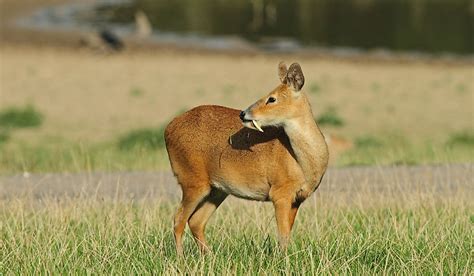 Water Deer Facts - Animals of Asia - WorldAtlas.com